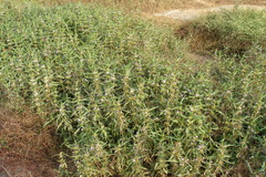 Hygrophila auriculata